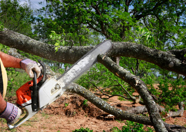 How Our Tree Care Process Works  in  Bluewell, WV